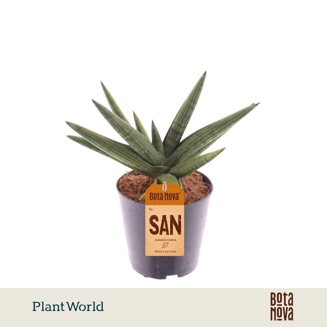 Горшечные цветы и растения оптом Sansevieria Helios Twisted от 6шт из Голландии с доставкой по России