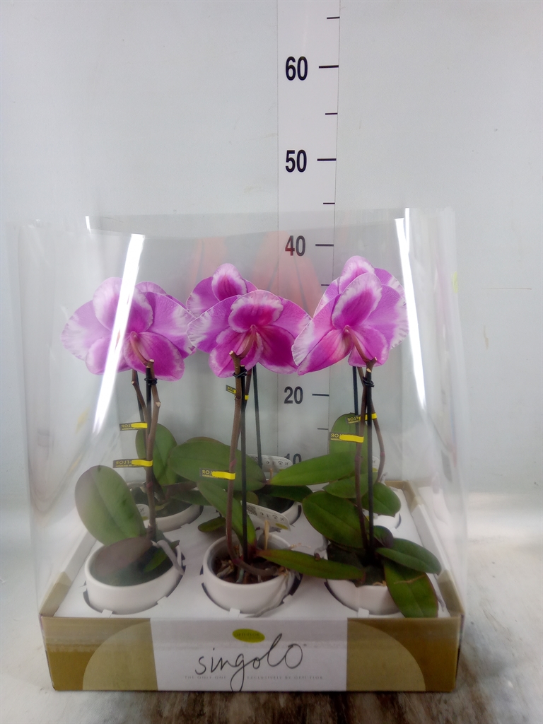 Горшечные цветы и растения оптом Phalaenopsis   ... от 6шт (для телеги) из Голландии с доставкой по России