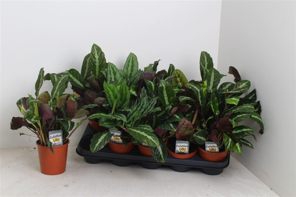 Горшечные цветы и растения оптом Calathea Mix от 10шт из Голландии с доставкой по России