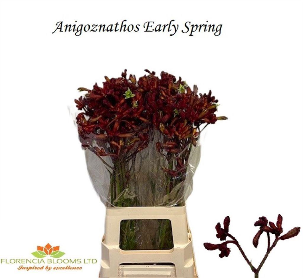 Срезанные цветы оптом Anigozanthos early spring от 40шт из Голландии с доставкой по России