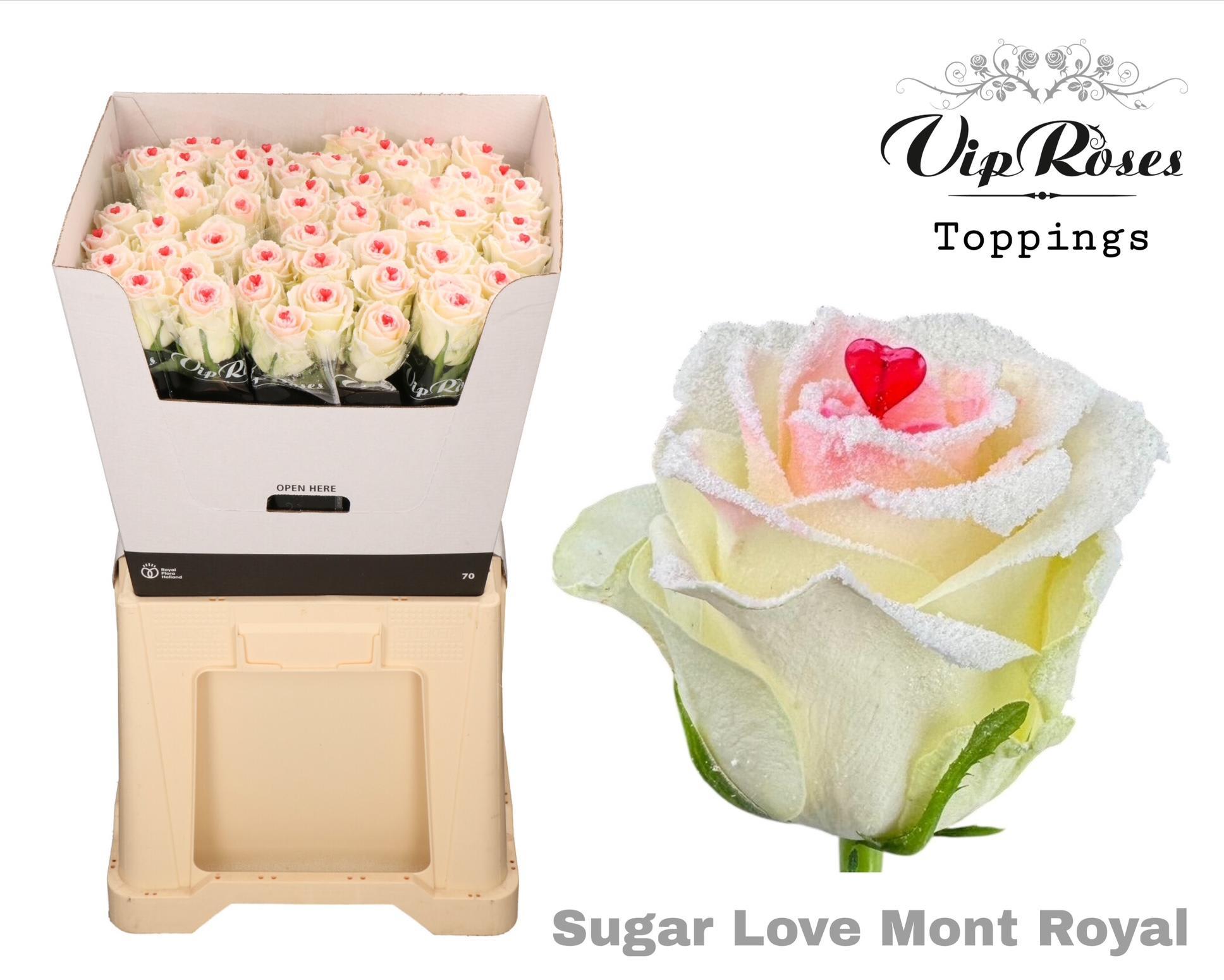 Срезанные цветы оптом Rosa large paint sugar love mont royal от 60шт из Голландии с доставкой по России