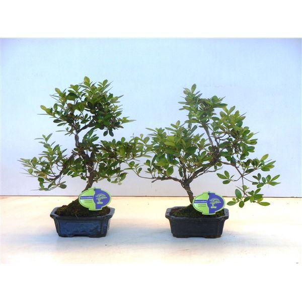 Горшечные цветы и растения оптом Bonsai Rhododendron Indicum, 15 Cm Shape Without D от 8шт из Голландии с доставкой по России