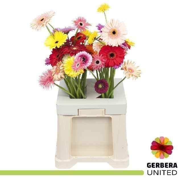 Срезанные цветы оптом Gerbera mix crazy United от 50шт из Голландии с доставкой по России