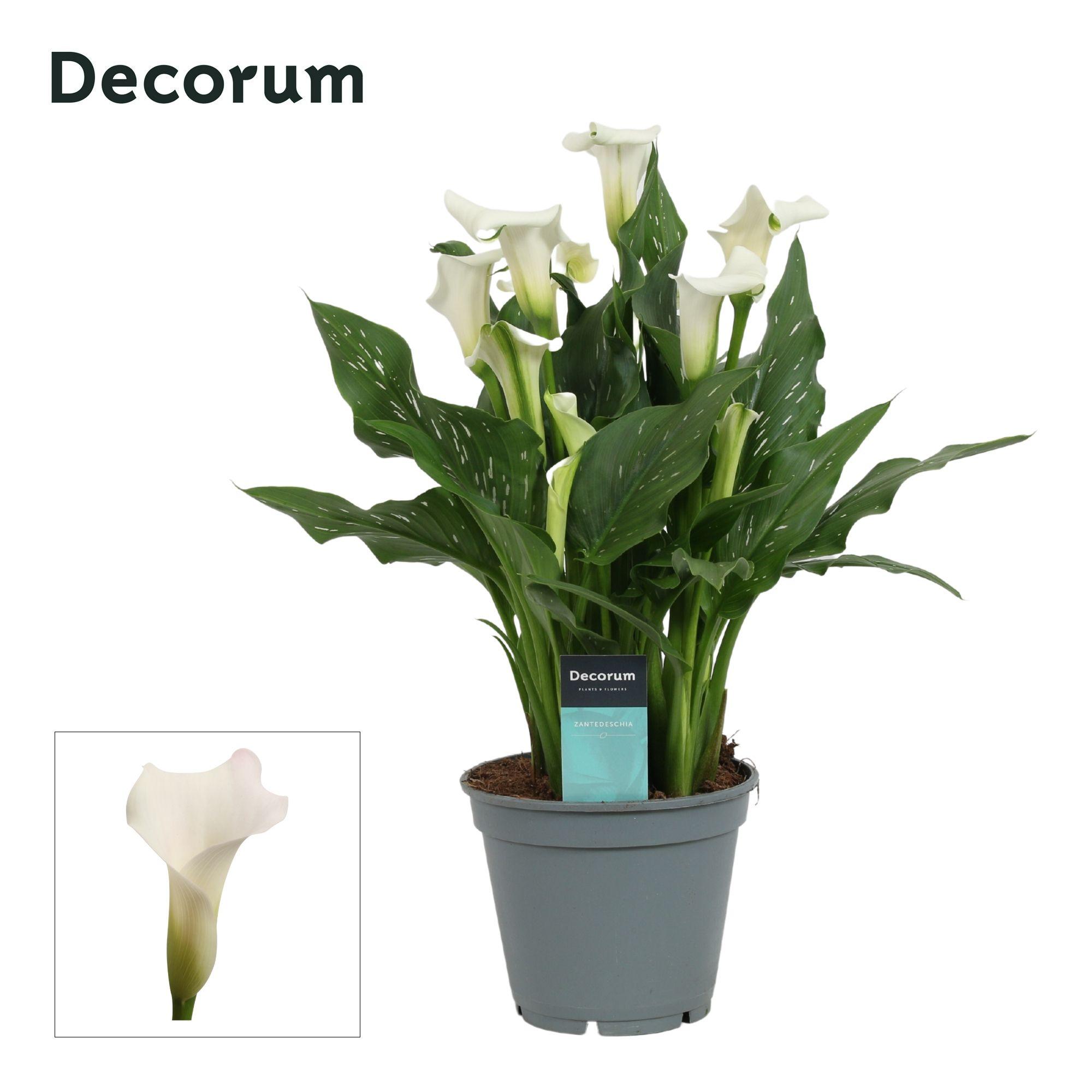 Горшечные цветы и растения оптом Zantedeschia White (decorum) от 6шт из Голландии с доставкой по России