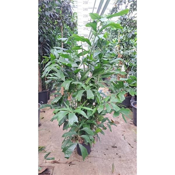 Горшечные цветы и растения оптом Caryota Bush от 1шт из Голландии с доставкой по России