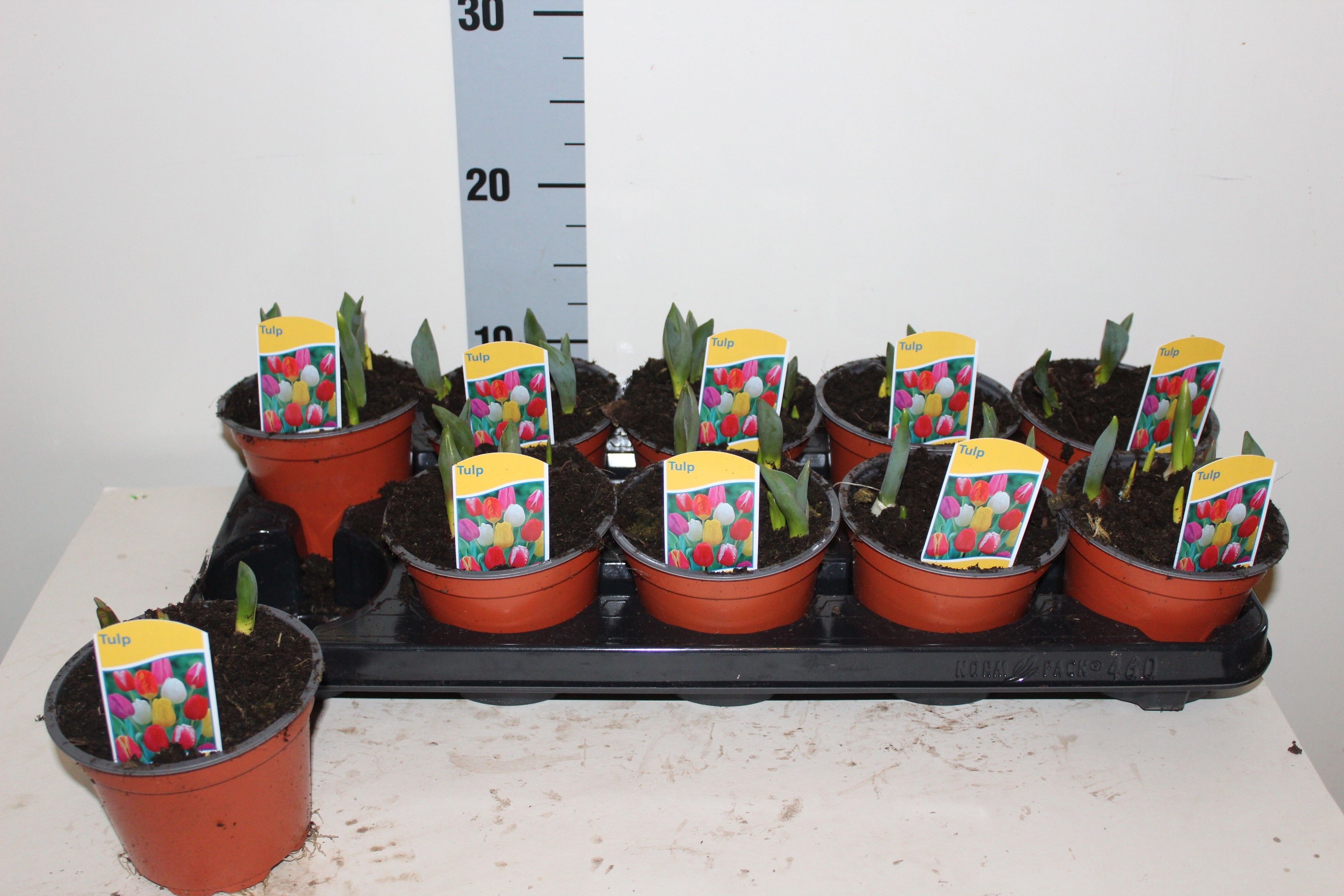 Горшечные цветы и растения оптом Tul Ov от 10шт из Голландии с доставкой по России