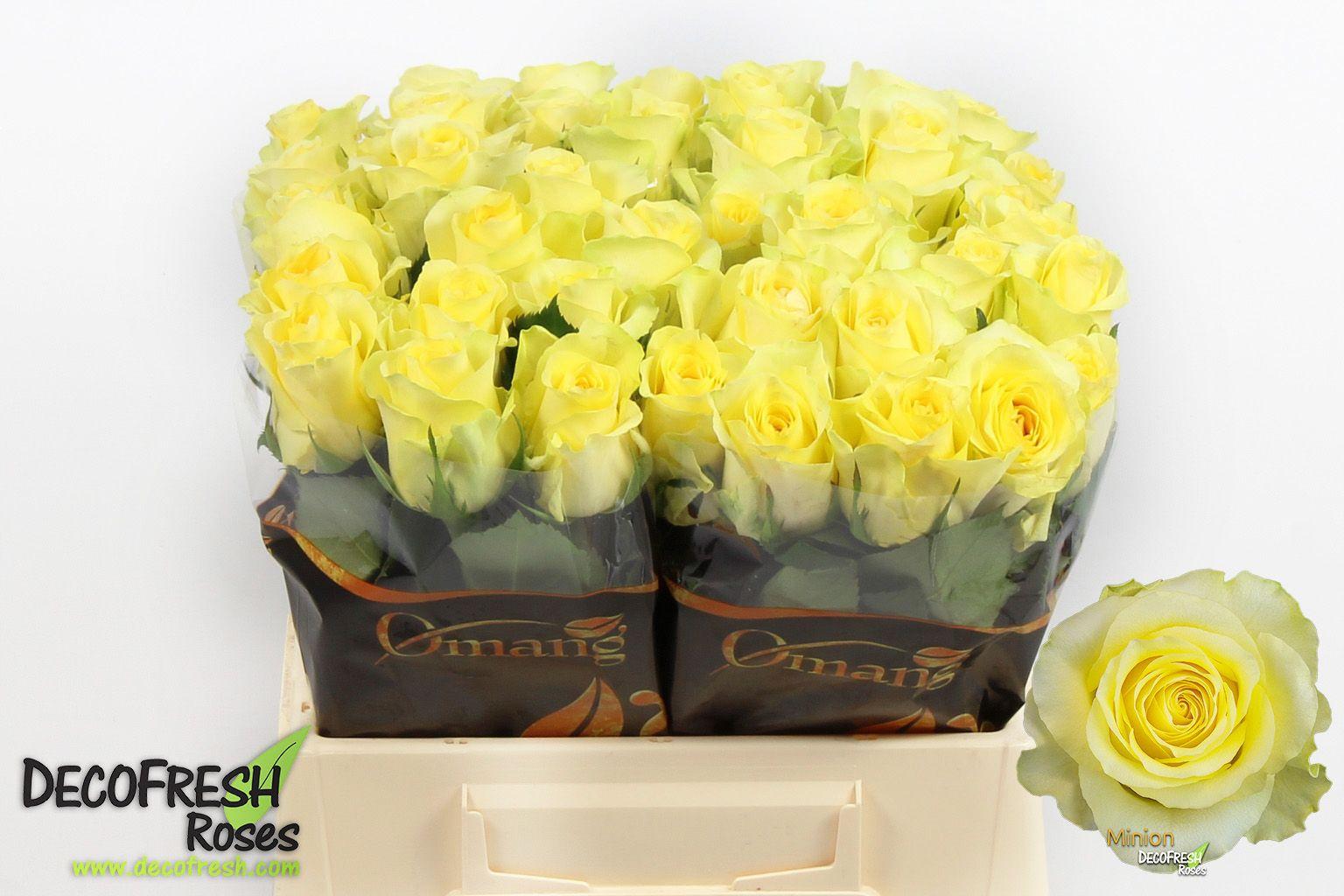 Срезанные цветы оптом Rosa large minion rose от 40шт из Голландии с доставкой по России