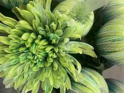 Срезанные цветы оптом Chrys bl paint antonov hawai от 40шт из Голландии с доставкой по России