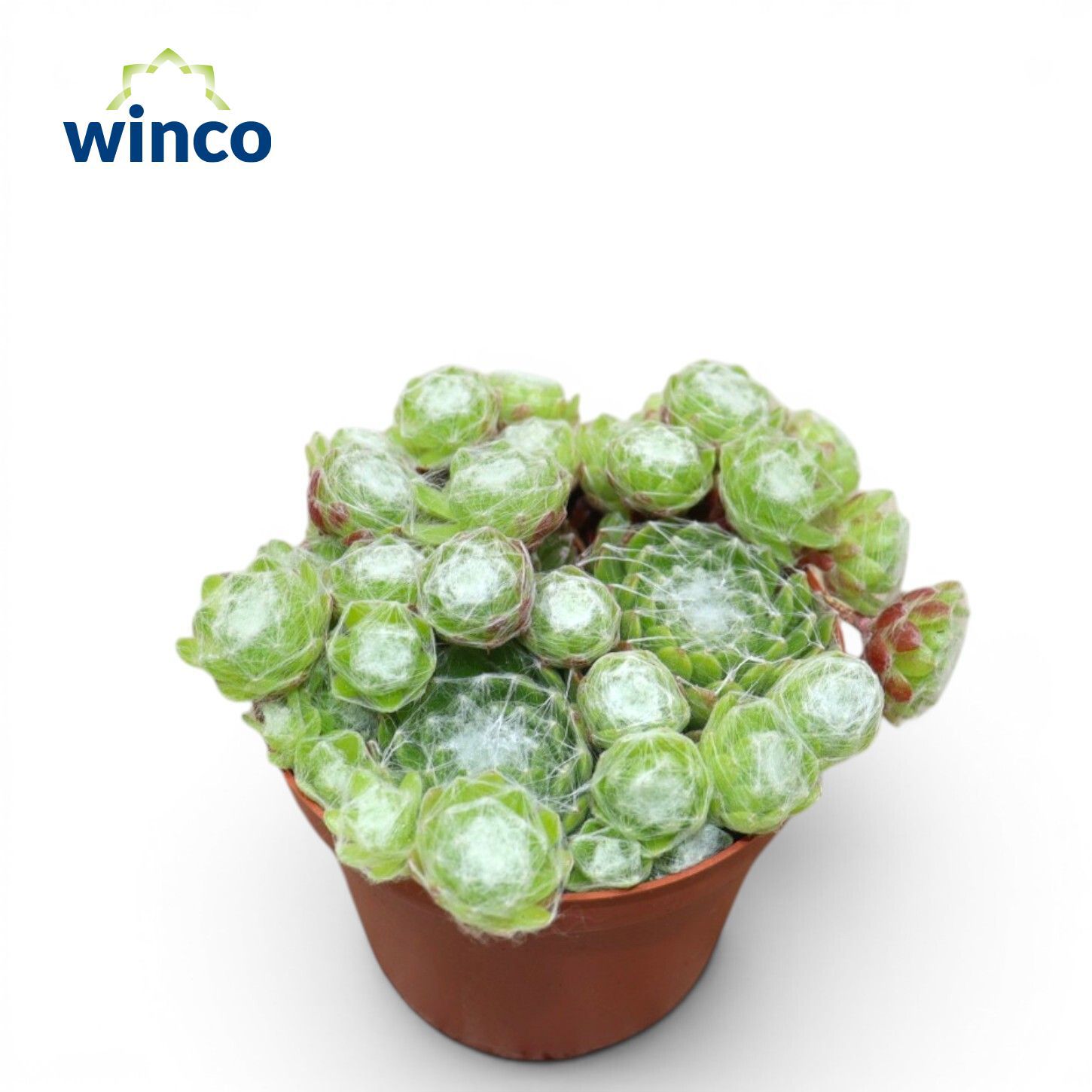Горшечные цветы и растения оптом Sempervivum Arachnoidum от 18шт (для телеги) из Голландии с доставкой по России