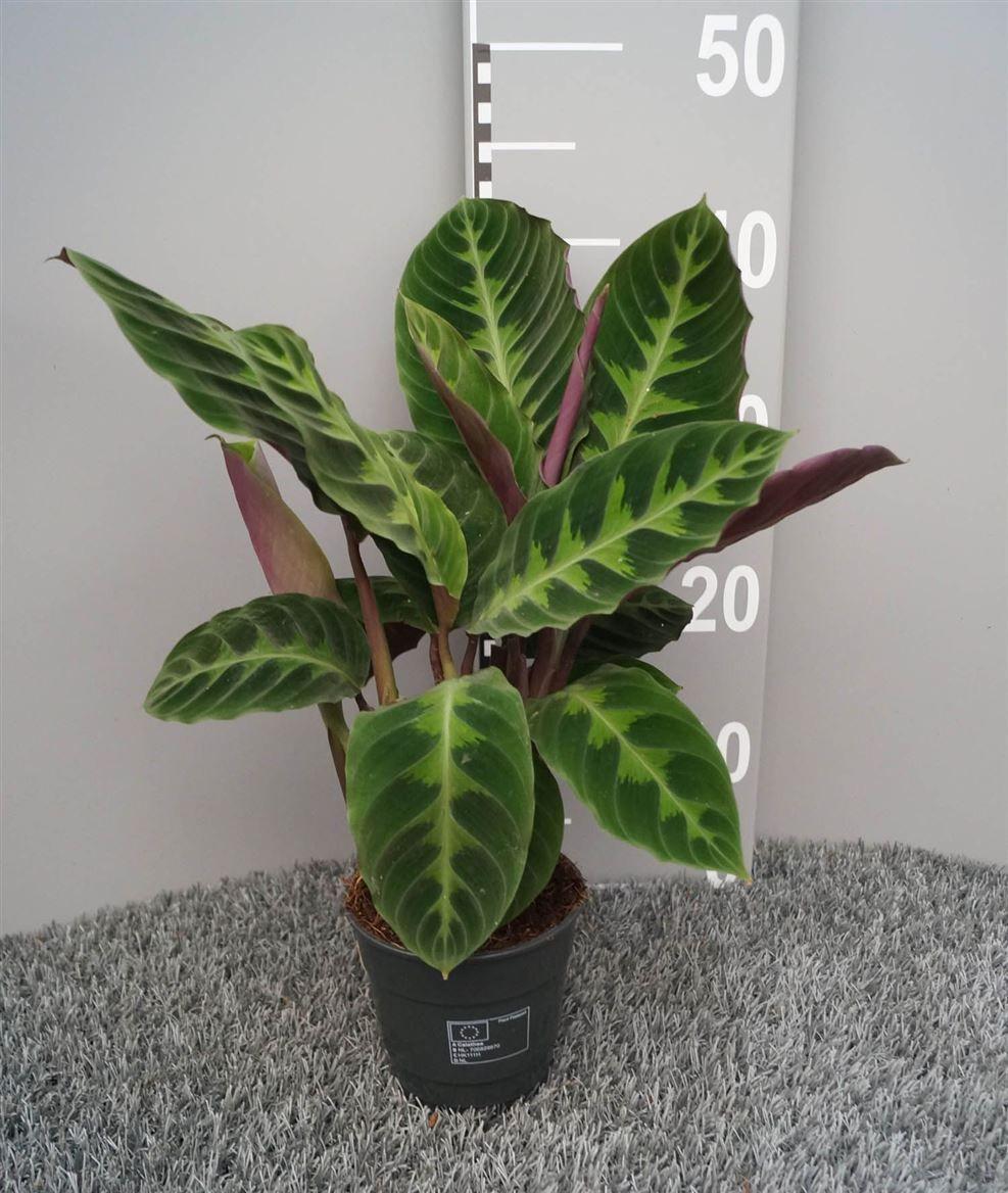 Горшечные цветы и растения оптом Calathea Warscewiczii от 6шт из Голландии с доставкой по России