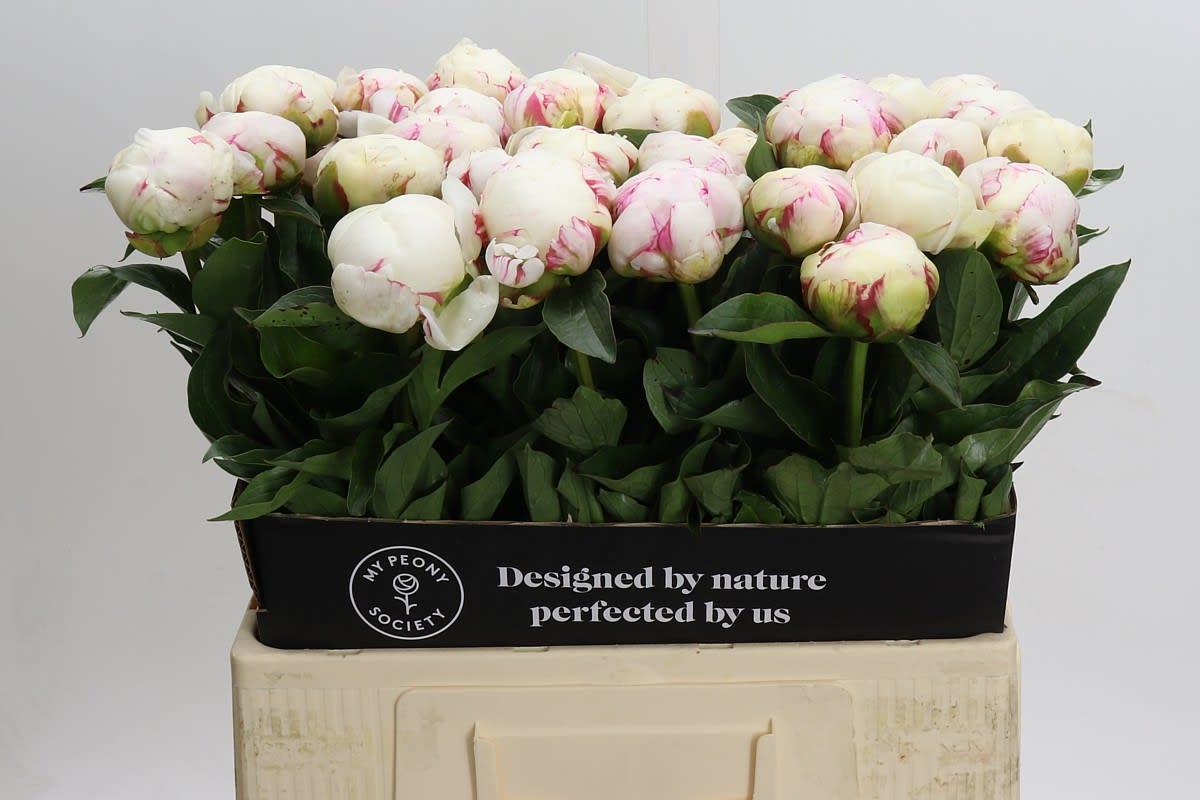 Срезанные цветы оптом Paeonia mary e nicholls от 40шт из Голландии с доставкой по России