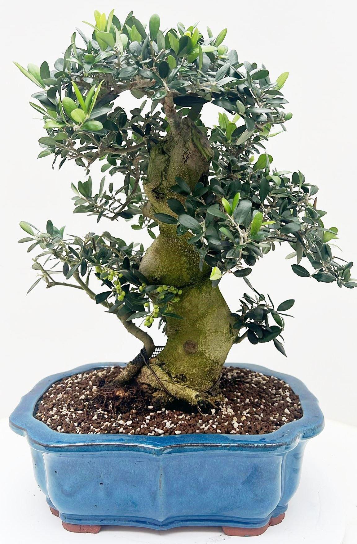 Горшечные цветы и растения оптом Olea Europaea, Pot 42cm. Height 65cm. (single Item от 1шт из Голландии с доставкой по России
