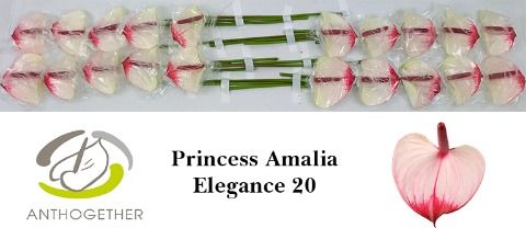 Срезанные цветы оптом Anthurium love pr amalia elegance от 20шт из Голландии с доставкой по России