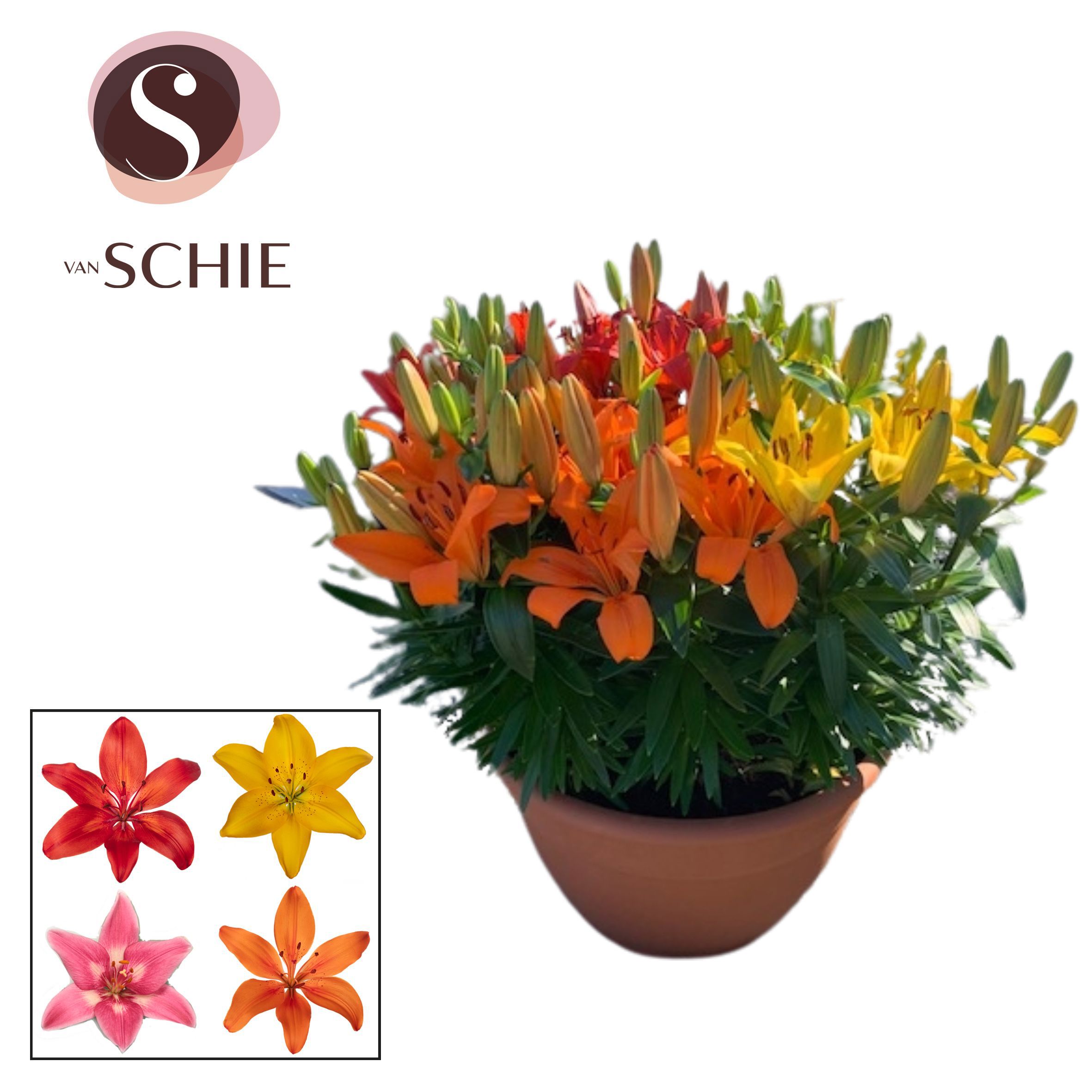 Горшечные цветы и растения оптом Lilium As Mix Trio Xl 15pp от 1шт из Голландии с доставкой по России