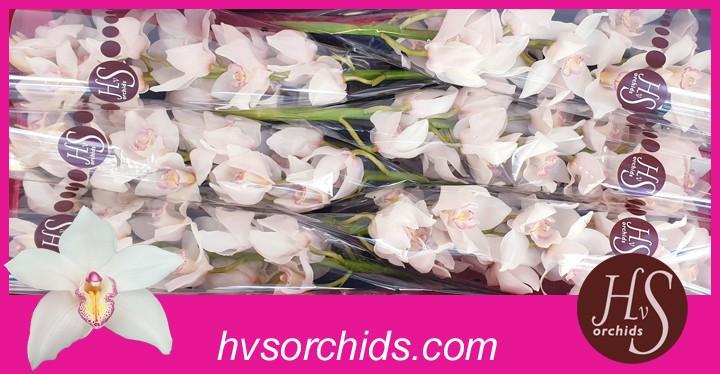 Срезанные цветы оптом Cymbidium white tony от 6шт из Голландии с доставкой по России