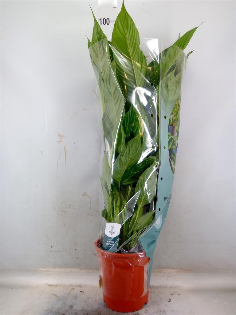 Горшечные цветы и растения оптом Spath Sweet Lauretta 4+ (air So Pure) от 1шт из Голландии с доставкой по России