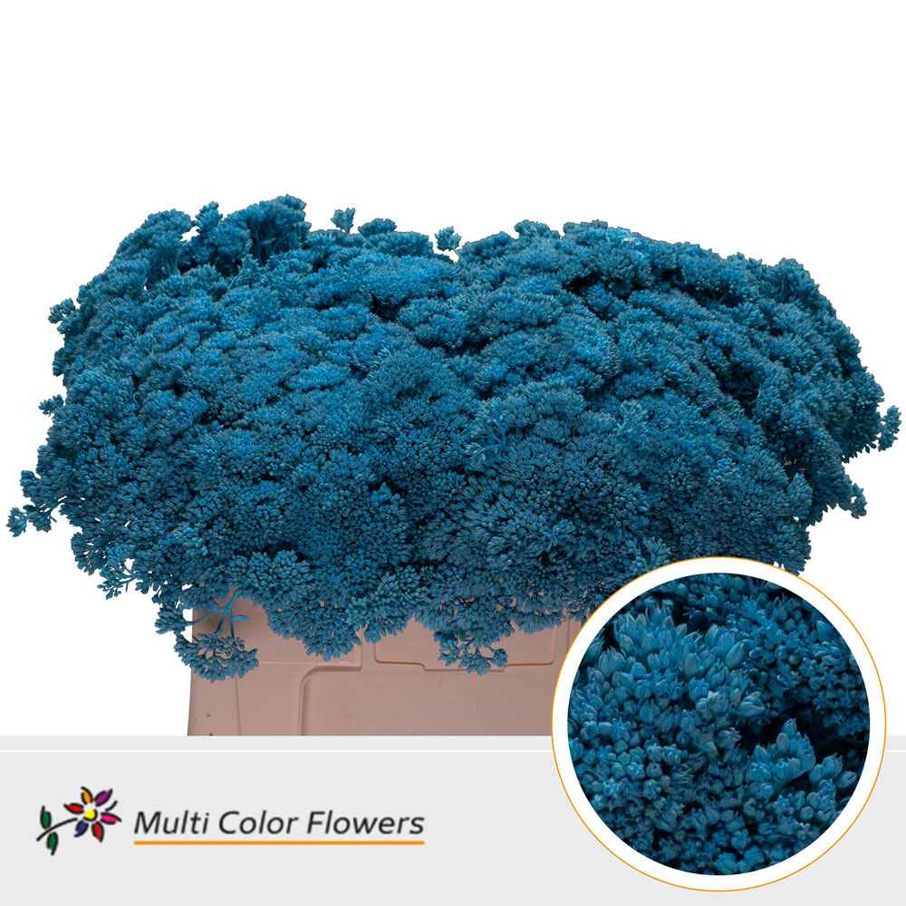 Срезанные цветы оптом Sedum paint blue light от 50шт. из Голландии с доставкой по России