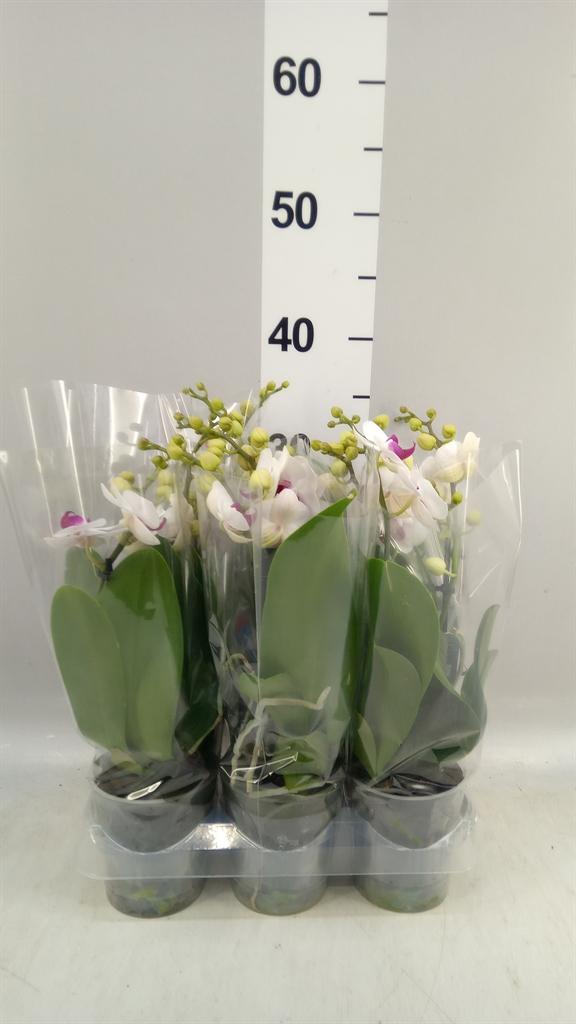 Горшечные цветы и растения оптом Phalaenopsis Multi. fc Safe Haven A от 6шт (для телеги) из Голландии с доставкой по России