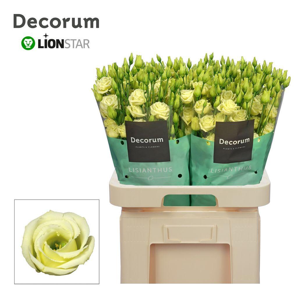 Срезанные цветы оптом Lisianthus do rosita yellow от 40шт. из Голландии с доставкой по России