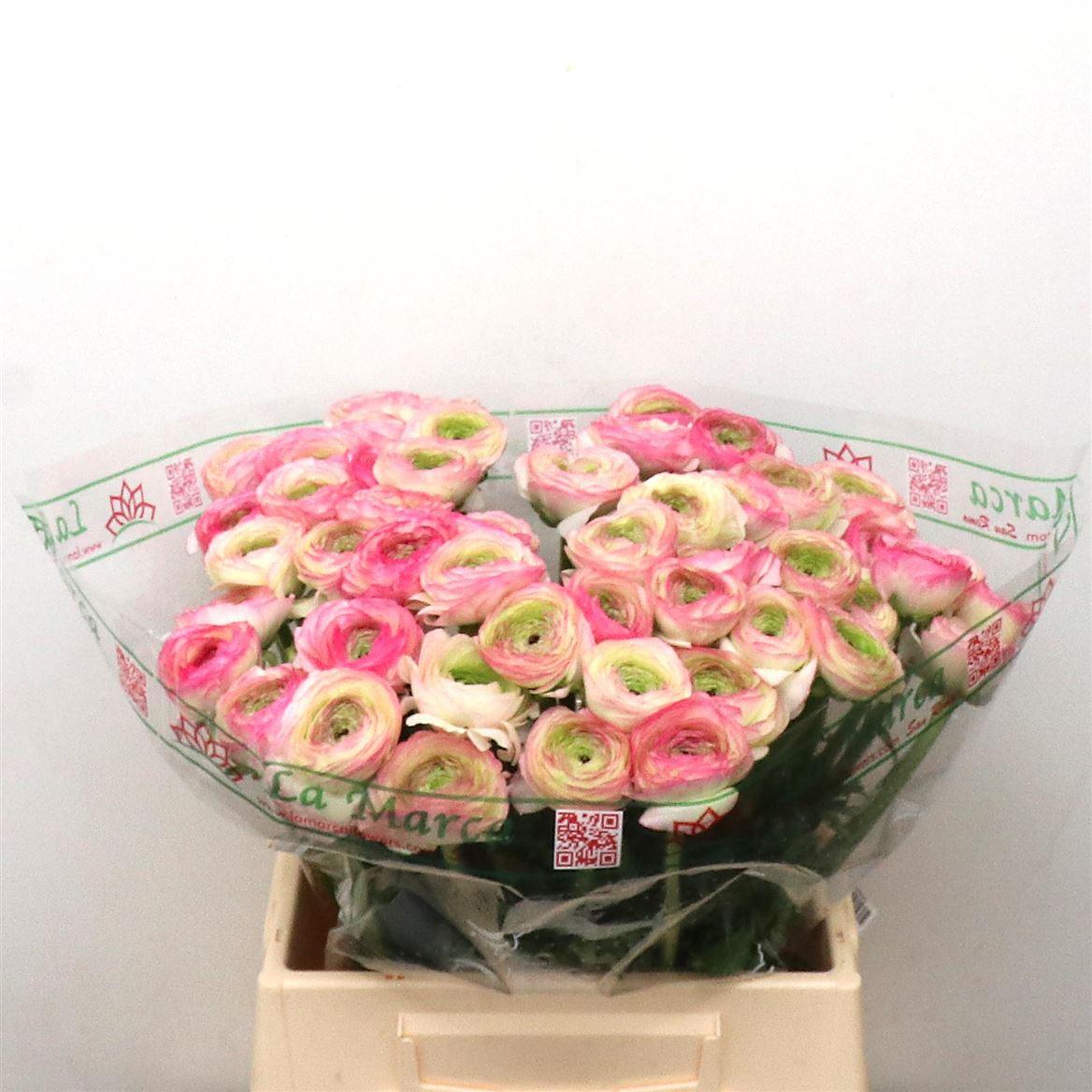 Срезанные цветы оптом Ranunculus success felicidade от 50шт из Голландии с доставкой по России