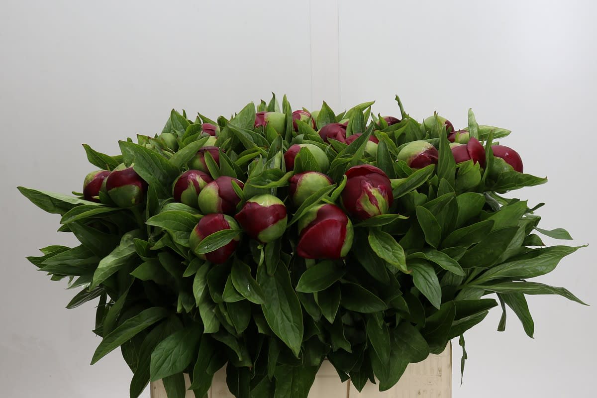 Срезанные цветы оптом Paeonia red charm от 30шт из Голландии с доставкой по России