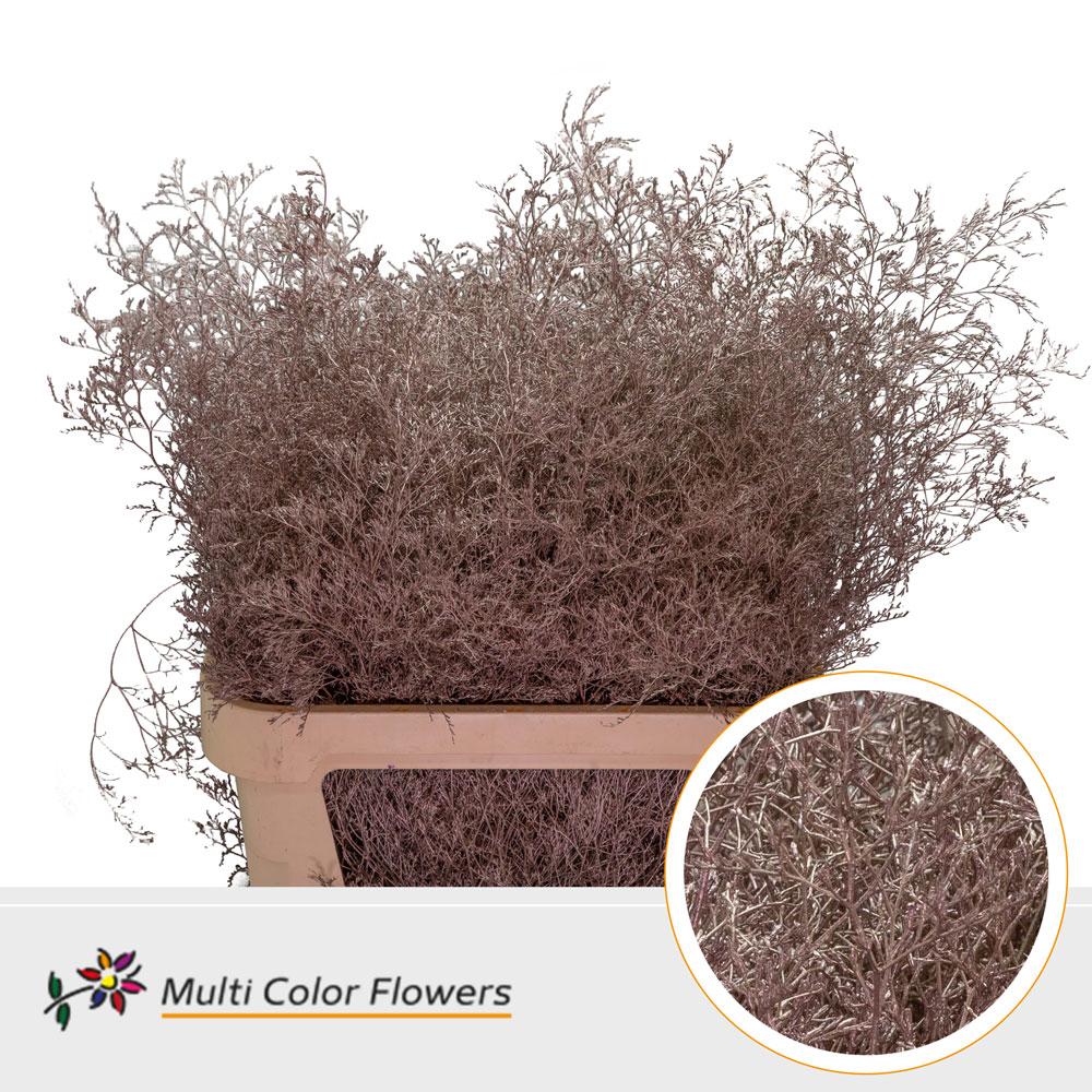 Срезанные цветы оптом Limonium beltlaard paint metallic champagne от 25шт из Голландии с доставкой по России