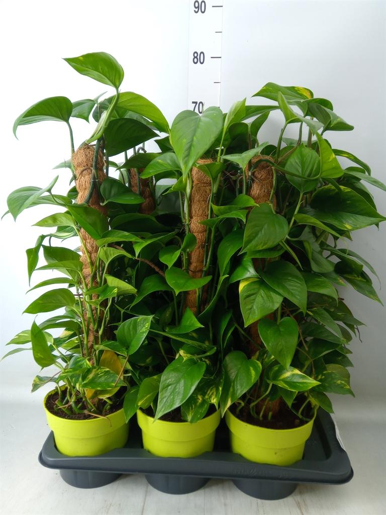 Горшечные цветы и растения оптом Epipremnum Pinn.   ...moss Stick от 6шт из Голландии с доставкой по России