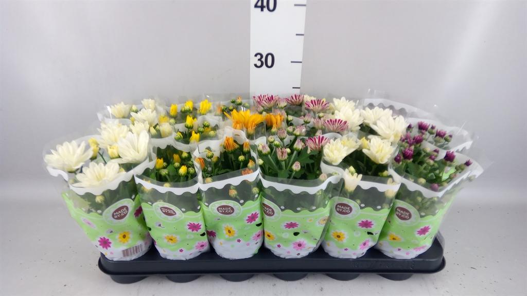 Горшечные цветы и растения оптом Chrysanthemum ..mix 5 A от 18шт (для телеги) из Голландии с доставкой по России