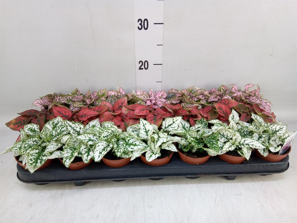 Горшечные цветы и растения оптом Hypoestes Phyllo.   ...mix от 21шт (для телеги) из Голландии с доставкой по России