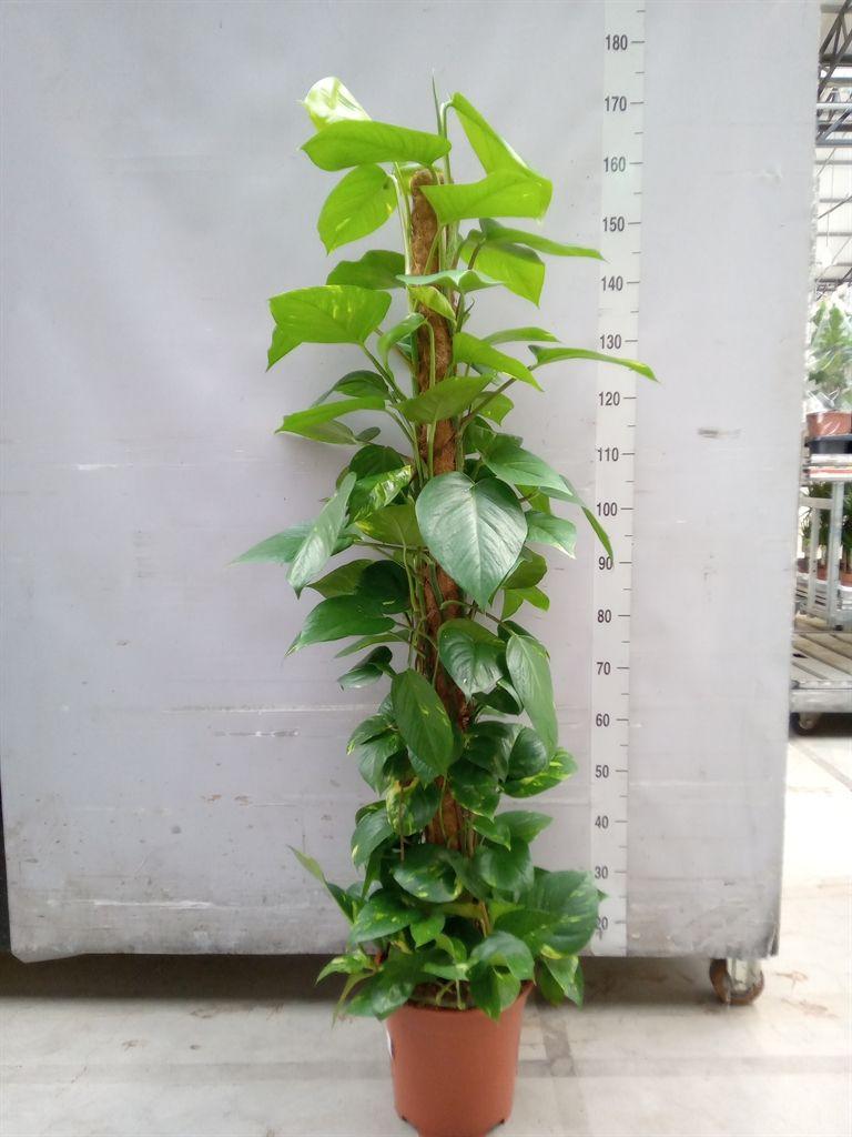 Горшечные цветы и растения оптом Epipremnum Pinn.   ...moss Stick от 1шт из Голландии с доставкой по России