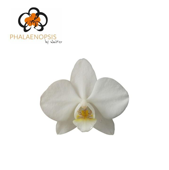 Срезанные цветы оптом Phalaenopsis venice (per flower) от 50шт из Голландии с доставкой по России