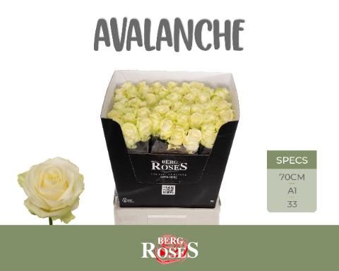 Срезанные цветы оптом Rosa la avalanche+ от 50шт из Голландии с доставкой по России