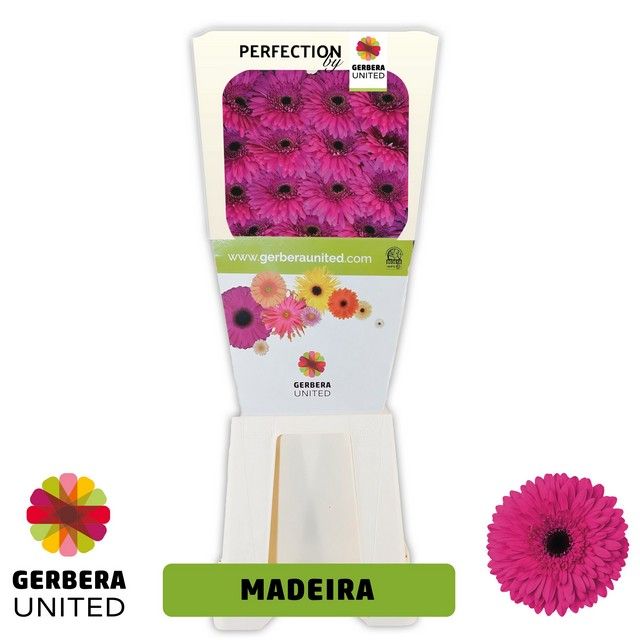 Срезанные цветы оптом Gerbera diamond madeira от 45шт из Голландии с доставкой по России