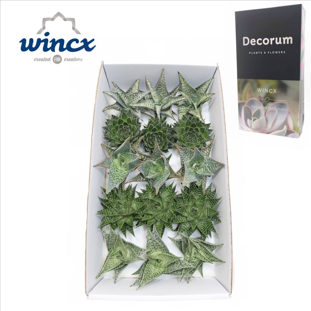 Срезанные цветы оптом Aloe Mix (wincx) Cutflower от 15шт из Голландии с доставкой по России