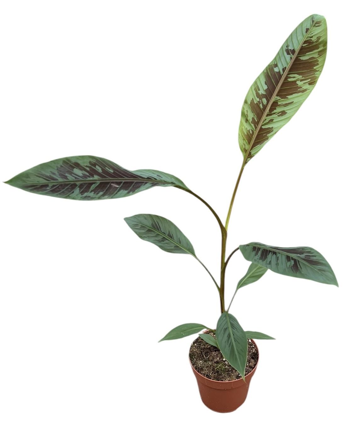 Горшечные цветы и растения оптом Musa Acuminata Zebrina от 1шт из Голландии с доставкой по России