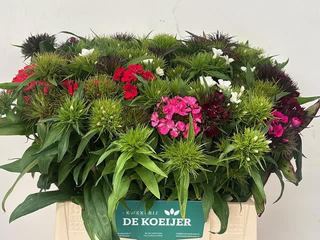 Срезанные цветы оптом Dianthus br rainbow от 10шт из Голландии с доставкой по России