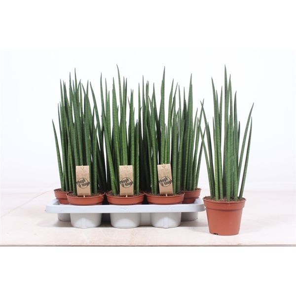 Горшечные цветы и растения оптом Sansevieria Mikado от 4шт из Голландии с доставкой по России