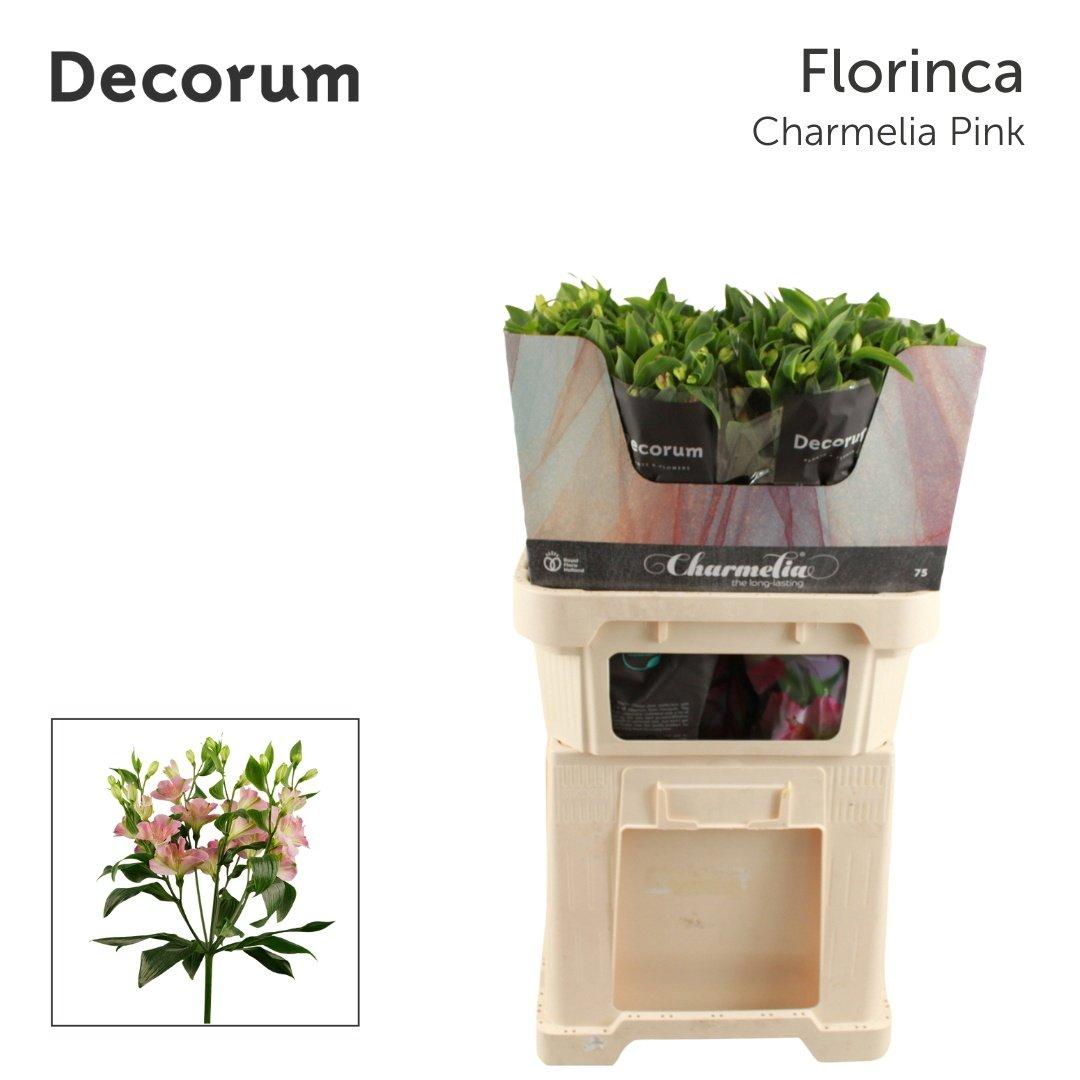 Срезанные цветы оптом Alstroemeria fl charmelia pink от 50шт из Голландии с доставкой по России