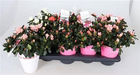 Горшечные цветы и растения оптом Rhodo Si Gem от 8шт из Голландии с доставкой по России