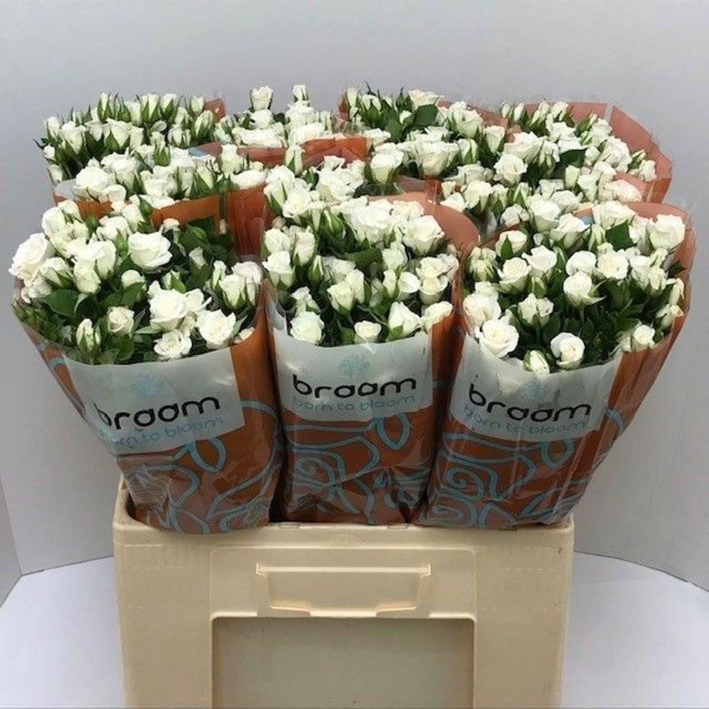 Срезанные цветы оптом Rosa spray jeanine от 80шт из Голландии с доставкой по России