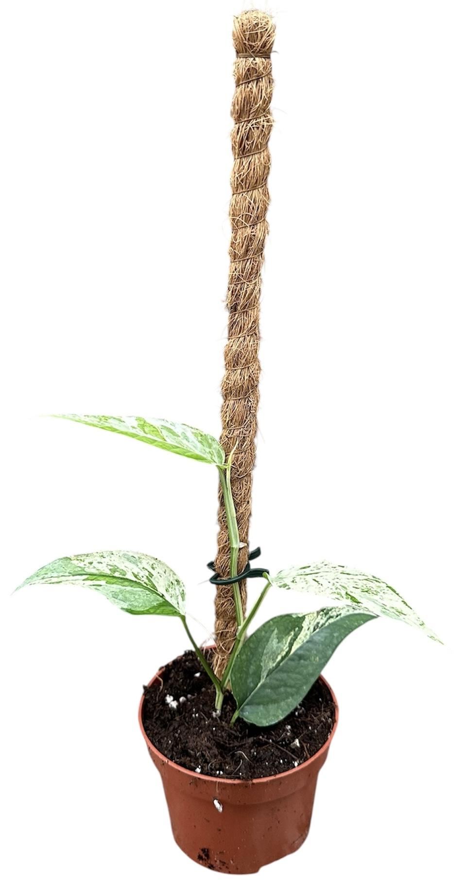 Горшечные цветы и растения оптом Epipremnum Cebu Blue Variegata от 1шт из Голландии с доставкой по России