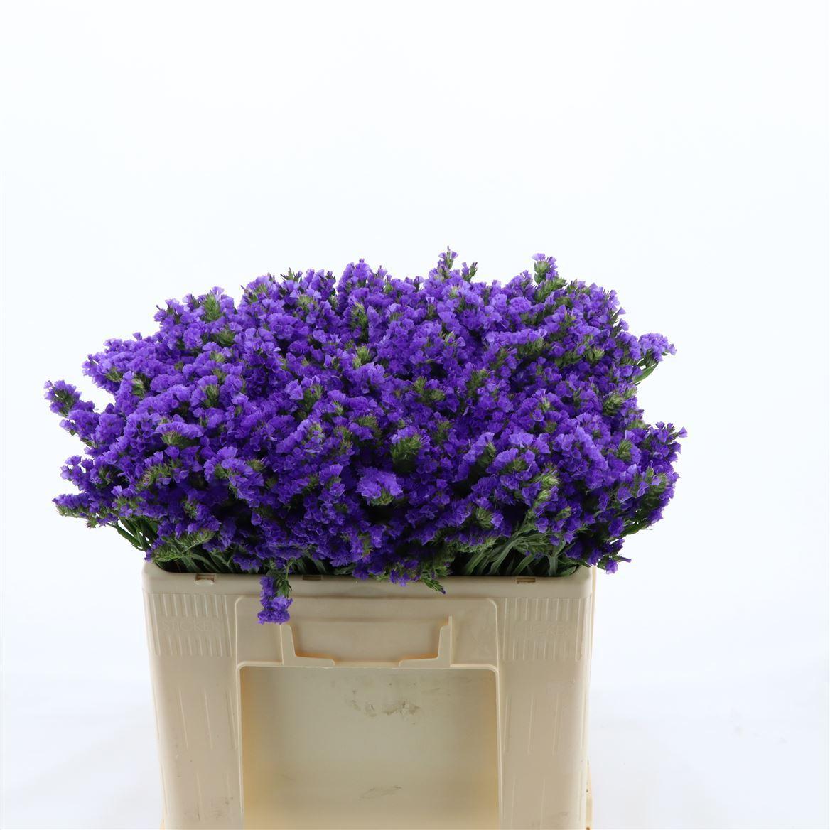 Срезанные цветы оптом Statice levis wings от 100шт из Голландии с доставкой по России