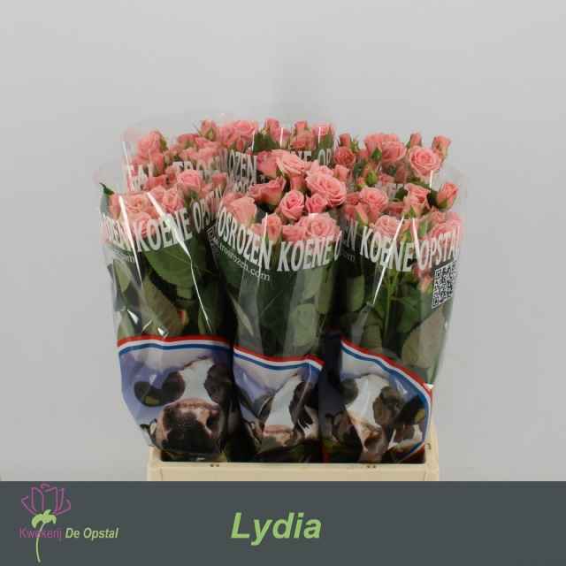 Срезанные цветы оптом Rosa sp lydia от 60шт из Голландии с доставкой по России
