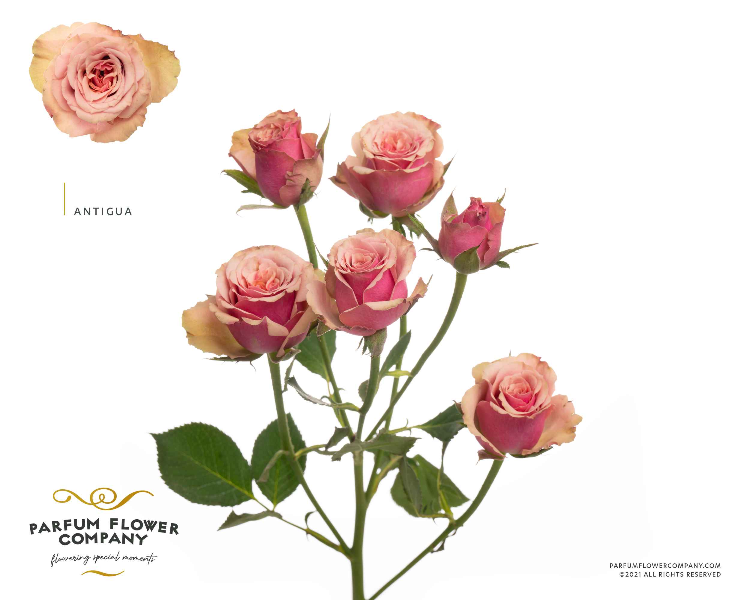 Срезанные цветы оптом Rosa sp garden antique от 24шт из Голландии с доставкой по России