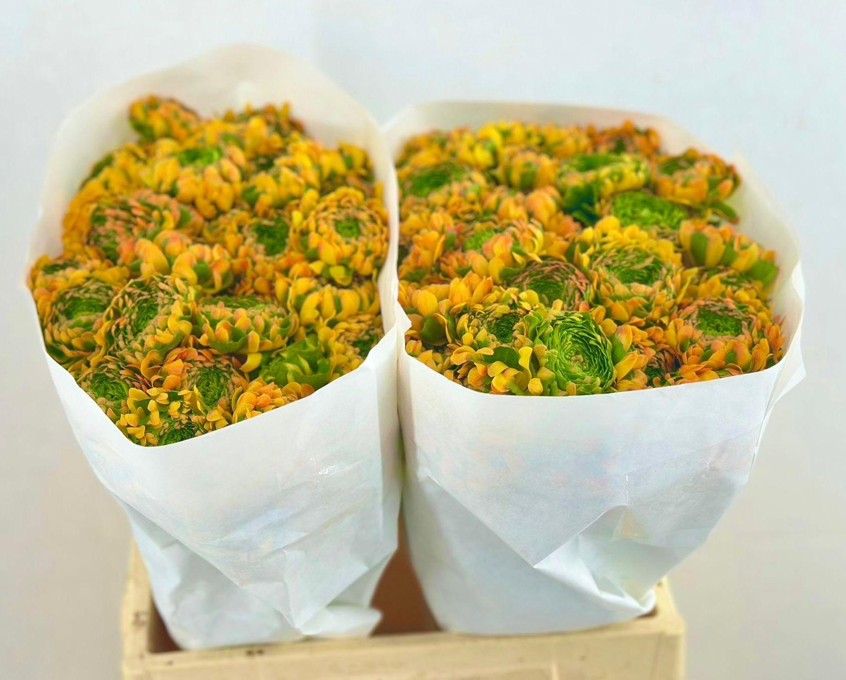 Срезанные цветы оптом Ranunculus pon pon merlino от 60шт из Голландии с доставкой по России