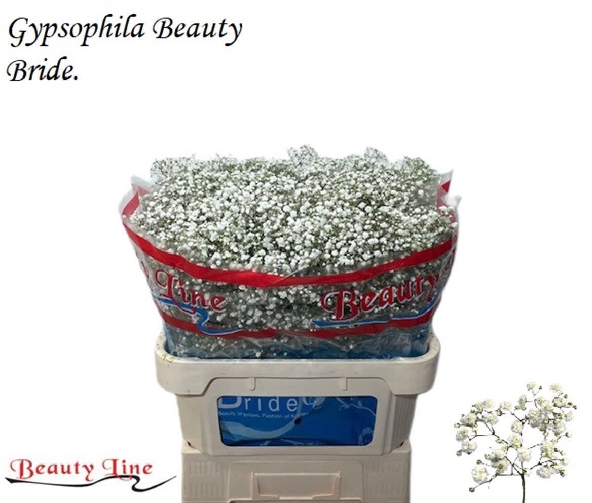 Срезанные цветы оптом Gyps beauty bride от 50шт из Голландии с доставкой по России