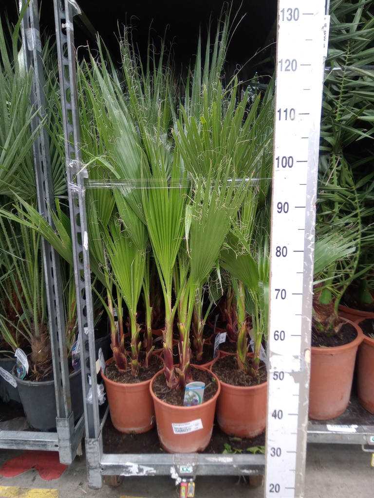 Горшечные цветы и растения оптом Washingtonia Filifera от 1шт из Голландии с доставкой по России