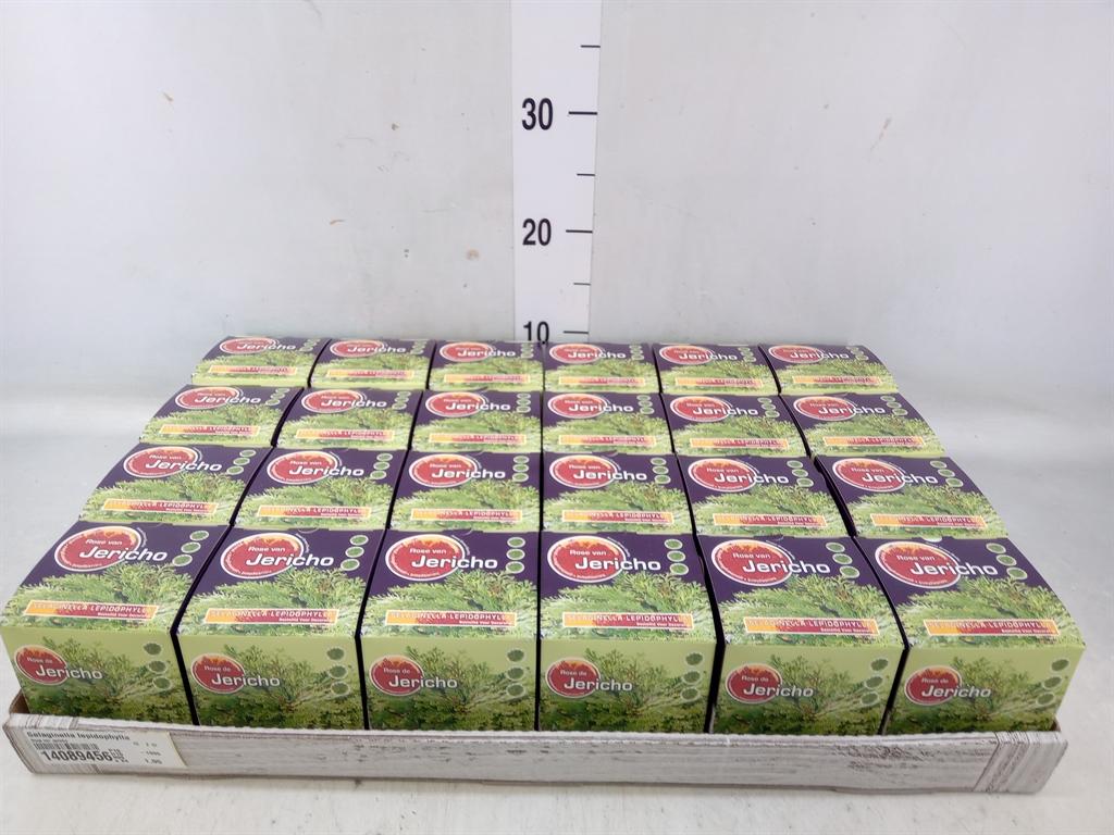 Горшечные цветы и растения оптом Selaginella Lepidophylla от 24шт из Голландии с доставкой по России