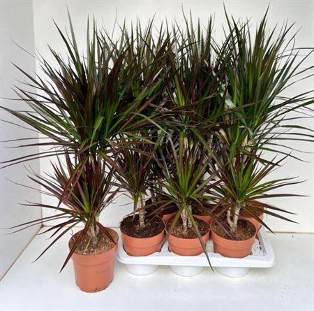 Горшечные цветы и растения оптом Dra Marg Magenta 30-10 Cm от 6шт из Голландии с доставкой по России