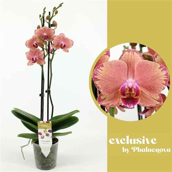 Горшечные цветы и растения оптом Phal 2st Pirate Picotee 18+ (phalaenova) от 10шт из Голландии с доставкой по России